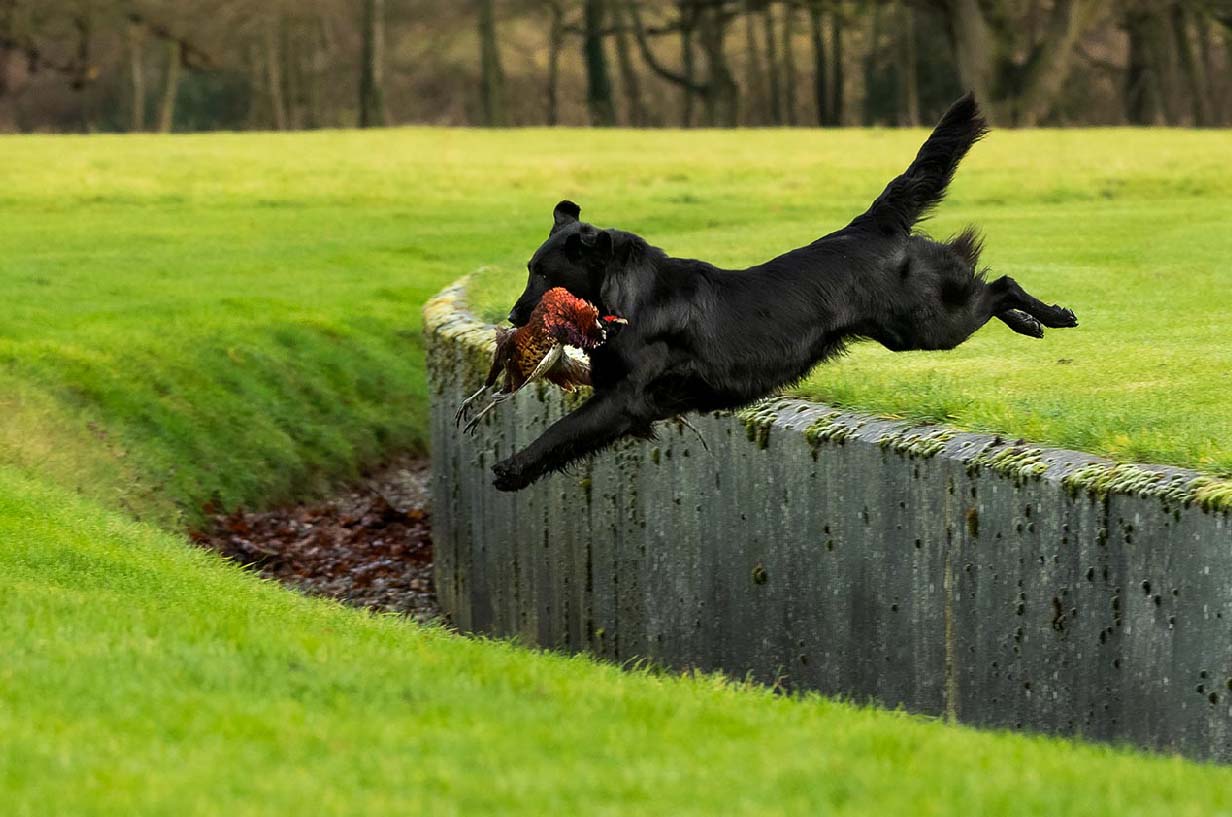 Flatcoated retriver jumping with phesant in mouth