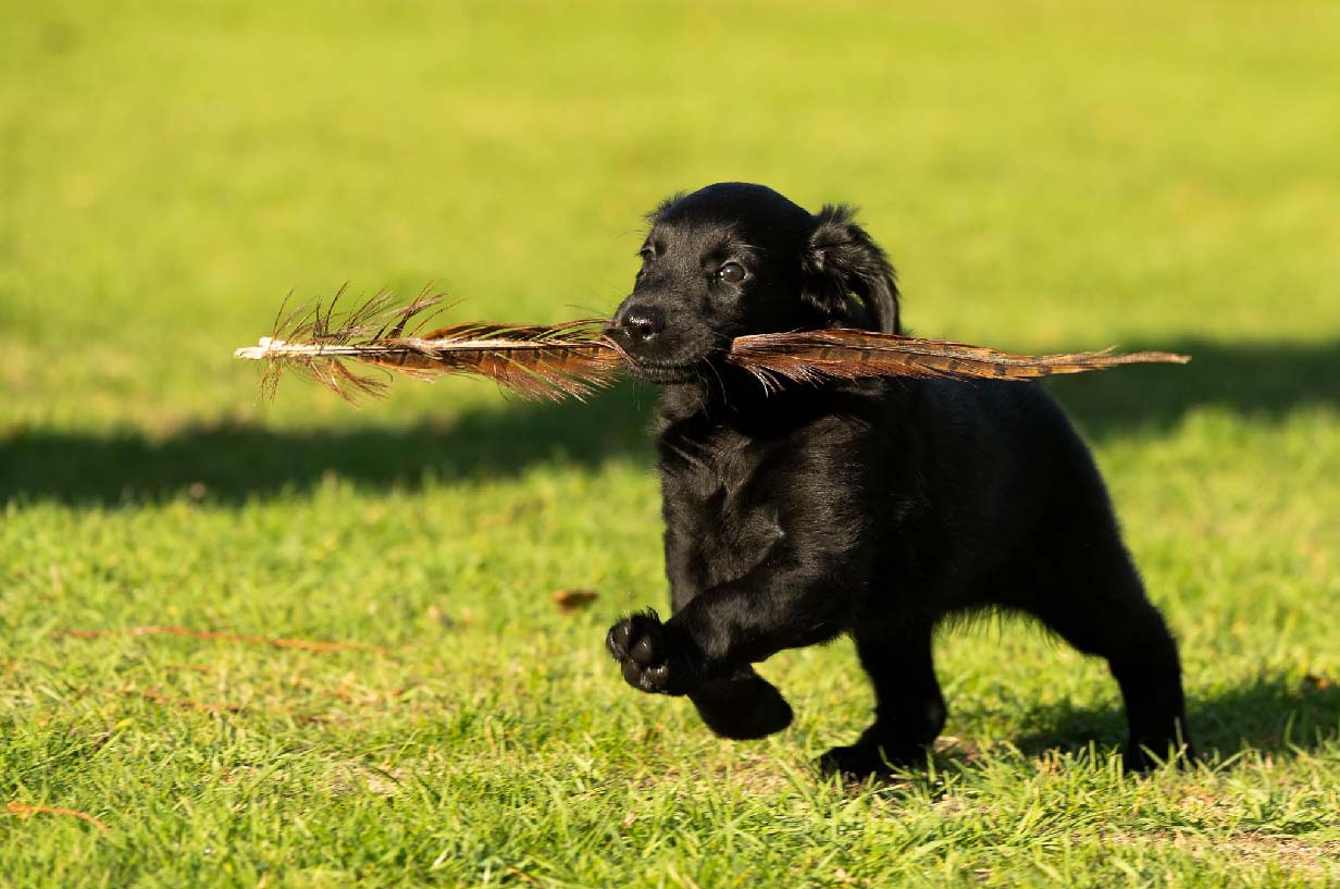 Flatcoated retriever puppy playing with stick in mouth